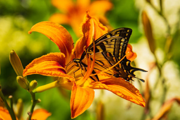 tiger swallowtail butterfly on an orange day lily flower