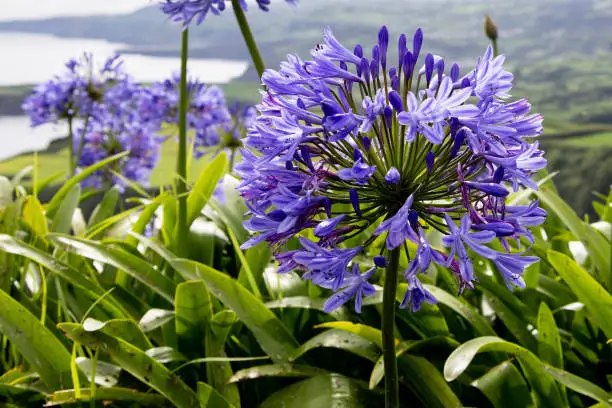 African lily flower with sea and mountain background taken the island of Sao Miguel, Azores, Portugal