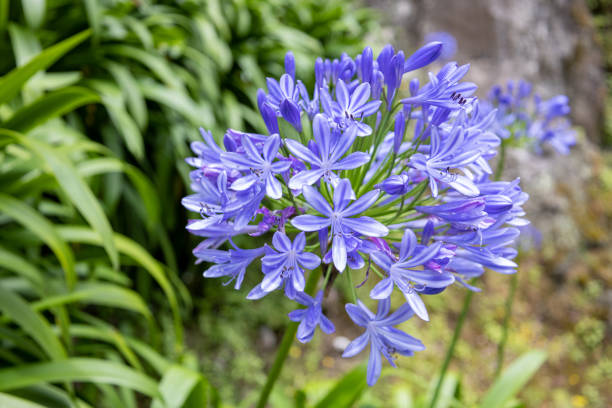 istock Sngle African lily flower 1412340282