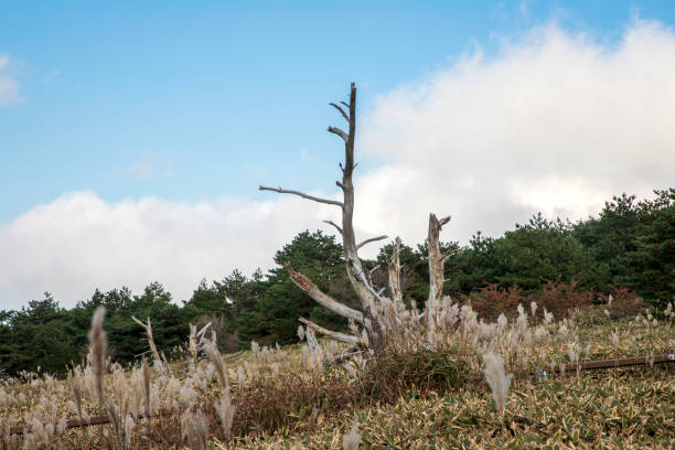 Hallasan Dead Wood