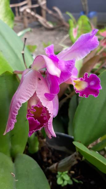 istock Cattleya orchid flower 1412343753