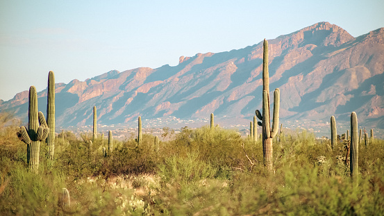 Saguaro National Monument and the Catalina Mountain range of Tucson, Arizona in the soft morning light.