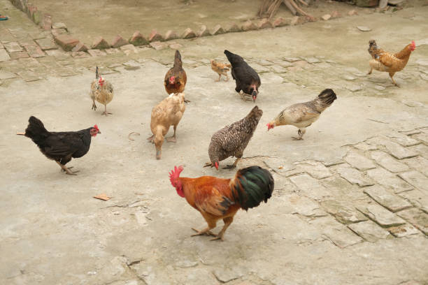chicken on barn yard. poultry farming concept.