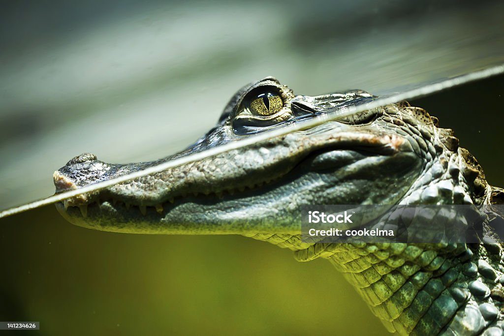Caiman crocodilus Caiman crocodilus in water ... Crocodile Stock Photo