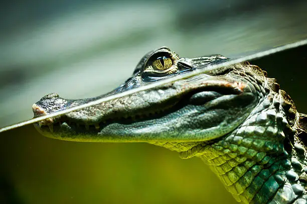 Photo of Caiman crocodilus