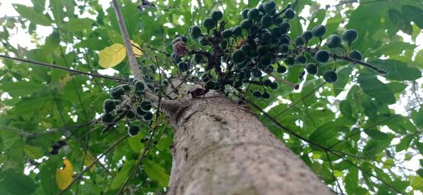 istock fresh figs in the plantation 1412346399