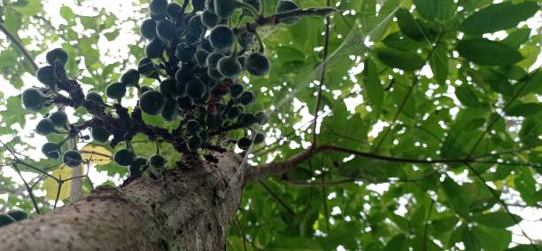 fresh figs in the plantation