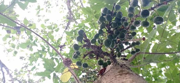 istock fresh figs in the plantation 1412346466