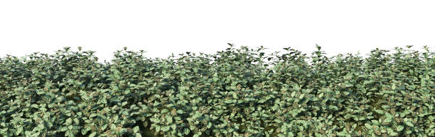 istock Grass and grass flowers on a white background 1412349178