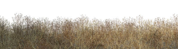 istock Grass and grass flowers on a white background 1412349193
