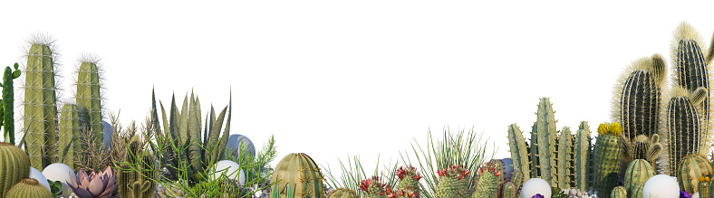 Cactus garden on a white background.