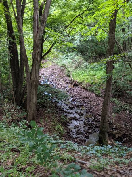 istock Walking Path in Pennsylvania Wooded Area 1412349312