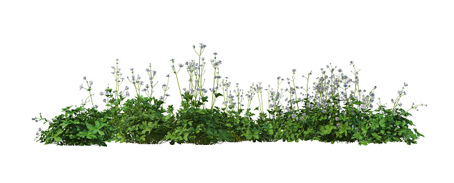 Plants and shrub with white background