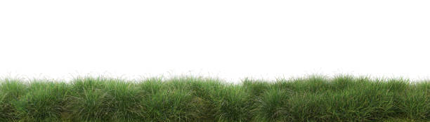 istock Grass and grass flowers on a white background 1412349348