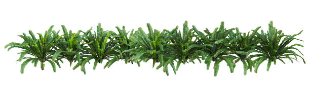 istock Plants and shrub with white background 1412349361