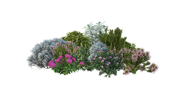 Plants and shrub with white background