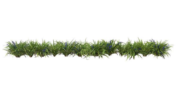 istock Plants and shrub with white background 1412349382
