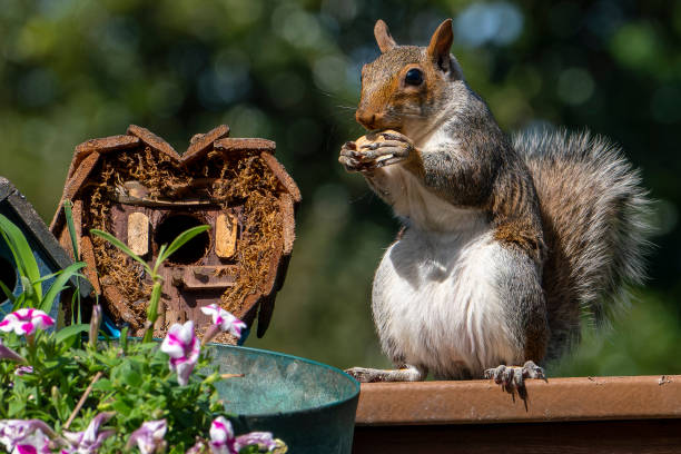 istock A Squirrel climbs onto the bird house 1412350582