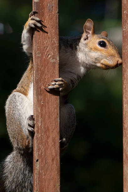 istock Squirrel clinging to the garden fence 1412350584