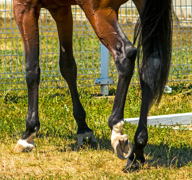 Leading horse walking along the grass track.