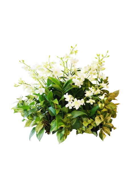 istock flower plant isolated on white with path 1412354520