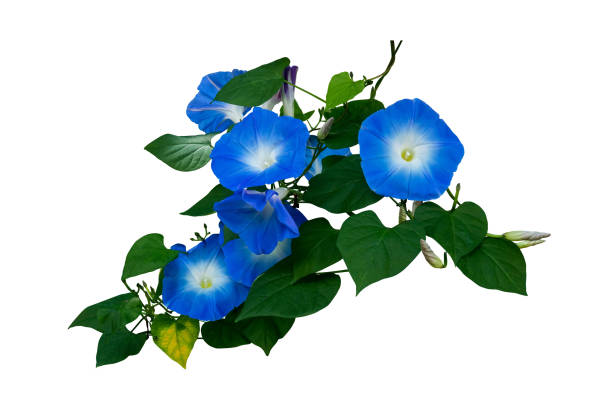 istock flower plant isolated on white with path 1412354543