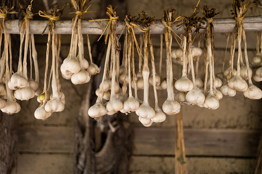 Harvested garlic hanging to dry outside of an old traditional Japanese house.