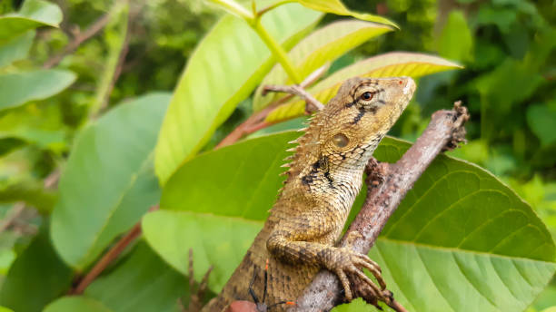 istock Oriental garden lizard resting on tree branch 1412360307