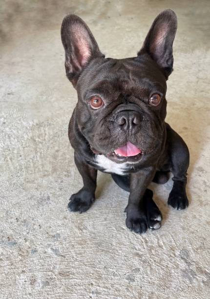 istock black french bulldog 1412361481