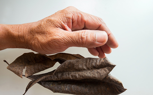 Leaves dry with hands of elderly people with wrinkled skin, dry