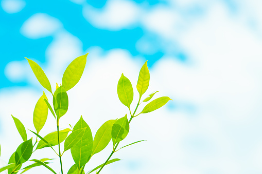 Closeup nature view branch of green leaf on sky background with copy space using as background concept