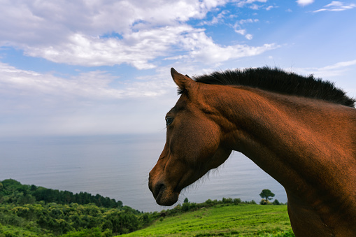 Horse in the pasture by the sea looking at the horizon