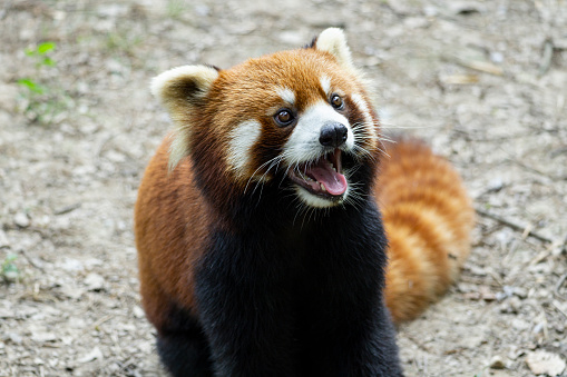 Red panda is staring at something