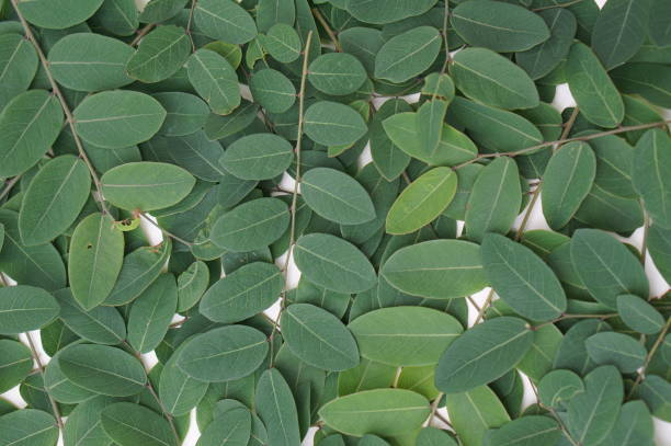istock Close-up green real botanical leaves background texture wallpaper 1412368728