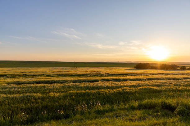 istock Sunset on an agricultural field in the summer 1412368800