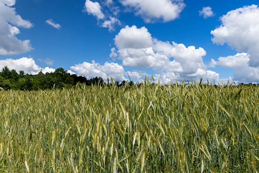 A field with unripe wheat in the summer season , the summer time of the year in a field with ripening grain wheat