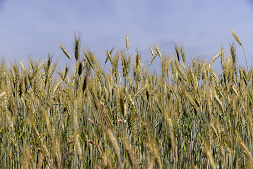 A field with unripe wheat in the summer season , the summer time of the year in a field with ripening grain wheat