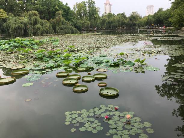 istock Pond lotus leaves lotus green 1412369037