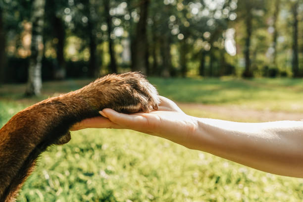 istock Dog's paw and woman's hand in park. 1412372133