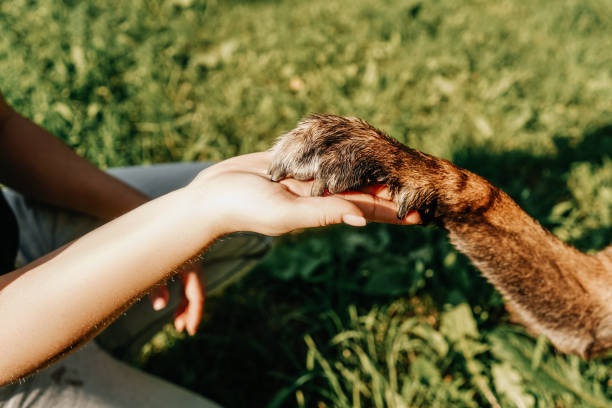 istock Dog's paw and woman's hand in park. 1412372134