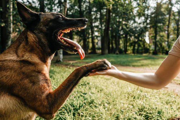 la patte du chien et la main de la femme dans le parc. - belgian sheepdog photos et images de collection