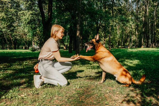 donna con cane nel parco durante la passeggiata. - belgian shepherd foto e immagini stock