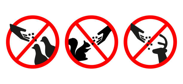 Do not feed the animals wildlife signs set. Vector illustration Do not feed the animals wildlife signs set. Vector illustration. animals feeding stock illustrations
