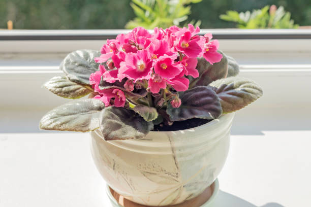 istock Blooming homemade pink violet stands on a sunny windowsill. 1412373376