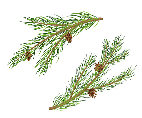 Pine Tree Branches with Fir Cones. Vector Cartoon Set isolated on white