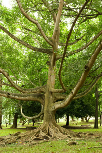 istock Ficus tree at Peradeniya botanical gardens, Sri Lanka 1412374744