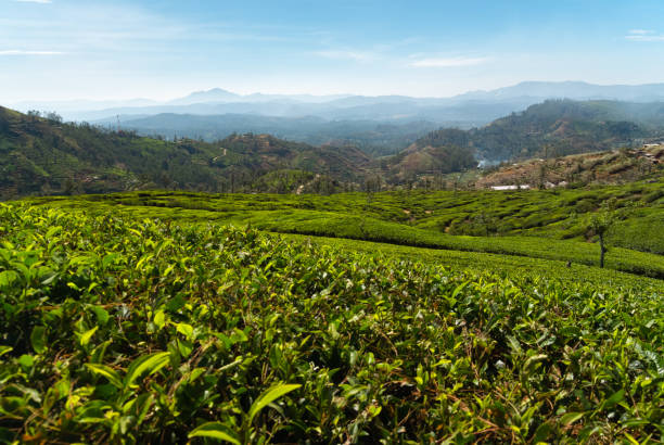 istock Tea plantations on hills around Nuwara Eliya, Sri Lanka 1412375095