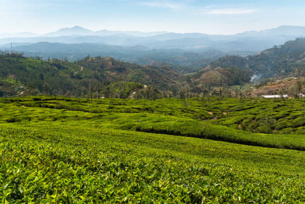istock Tea plantations on hills around Nuwara Eliya, Sri Lanka 1412375105