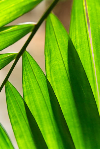 istock Closeup of backlit palm tree leaves 1412375177