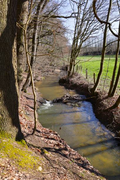 istock Spring awakening in the Elsebach valley near Schwerte an der Ruhr 1412376277